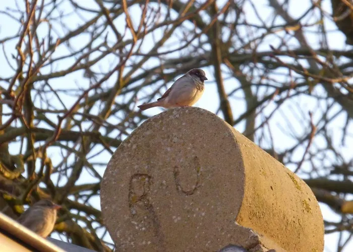 Tatil Evi Gulfhof Siebelshoern *